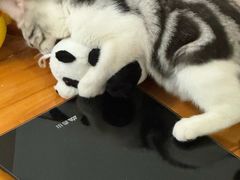 -lincat·猫舍(广州店)