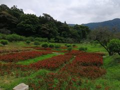 -广州市石门国家森林公园