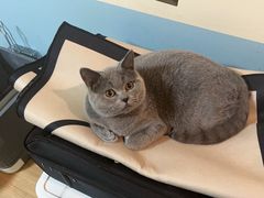 -纳吉亚猫专科动物医院·北北分院