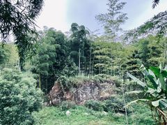 -大唐贡茶院