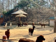 -大连森林动物园