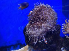 -芜湖新华联大白鲸海洋公园