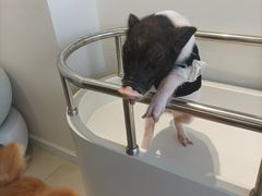 -怪兽屋·羊驼·猫咖·狗咖(俊华广场店)