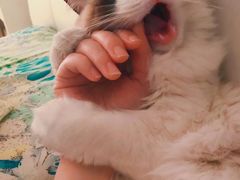 -Bastet sally猫舍购宠(静安店)