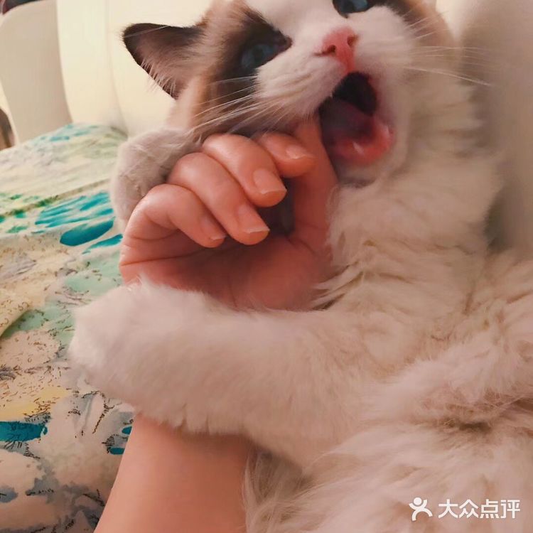 山猫绝对不是传统线，但是好多山猫却是传统型