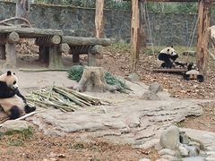 -都江堰中华大熊猫苑