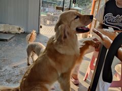 -趣多多宠物公园·宠物训犬学校·宠物寄养