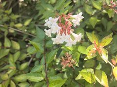 -昆山城市生态森林公园