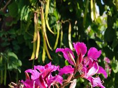 -广东花都湖国家湿地公园