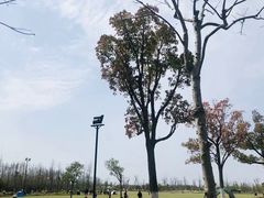 -上海长兴岛郊野公园