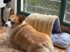 -瑞鹏宠物医院·眼科·皮肤·中兽医(大悦城分院)