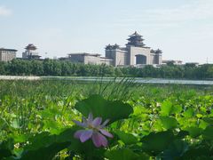 -莲花池公园
