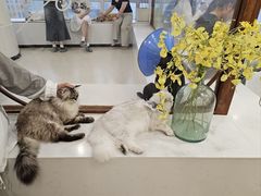 -共舞时光猫咖·狗咖(新街口店)
