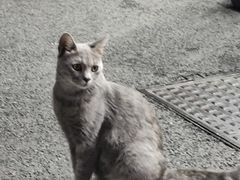 -猫岛主趣味餐厅(鼓浪屿店)