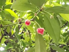-东山雕花楼