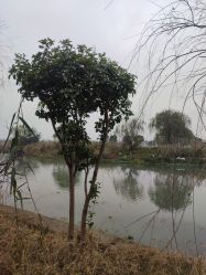-水八仙生态园