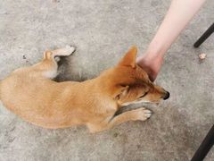 -柴犬高等学院·狗咖·柴犬售卖·宠物训练