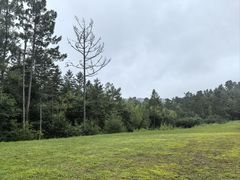 -五营红松林海景区