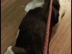 -子乐宠物医院