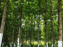 -桤木河湿地公园