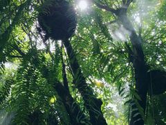 -Fern Forest Cafe
