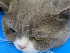 -贝利宠物医院·骨科·眼科·肿瘤转诊中心(南坪诊疗中心)