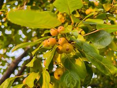 -意大利农场度假村