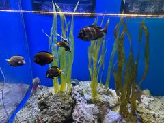 -芜湖新华联大白鲸海洋公园