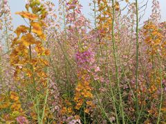 -中国天府农业博览园