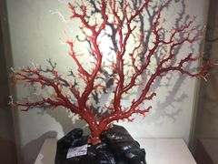 -绮丽珊瑚博物馆(台东店)