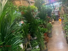 -中环花鸟鱼虫市场