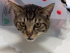 -中农大我爱我爱动物医院·核磁CT·猫病·24小时夜诊中心(石佛营店)