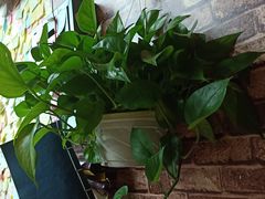 -九华山友谊土菜馆 小资餐厅