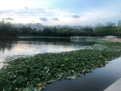 -新江湾城公园