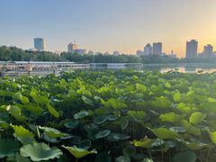 -莲花池公园