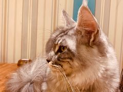 -猫小院猫主题咖啡厅(北锣店)