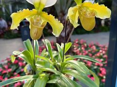 -北京植物园-展览温室