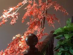 -金狮麟·新豫菜(杏石口路店)