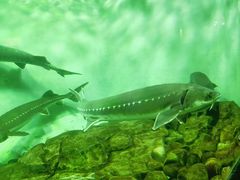 -太平洋海底世界