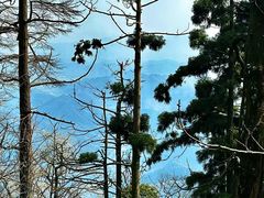 -天目山大树王景区