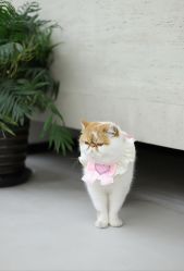 -蚂蚁造型俱乐部
