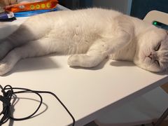 -屋虎猫馆(宝安大仟里店)