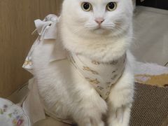 -创凡宠物医院·骨专科  猫科中心(西乡分院)