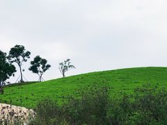 -白鹭湾湿地公园