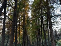 -上海滨江森林公园