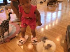 -momokira米努特·德文卷毛猫·棉花面纱犬