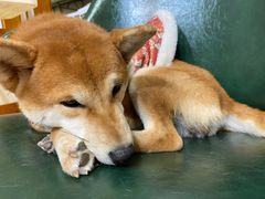 -是阿柴呀！柴犬咖啡·爱喵喵猫咖