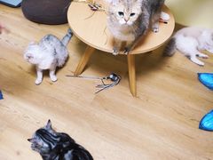 -Meowの猫咖(万家丽店)