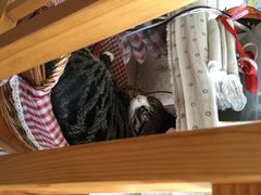 海边的猫和咖啡馆-海边的猫和咖啡馆