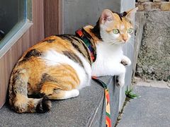 -Again Coffee Roaster(香蜜湖店)